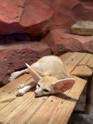 -Zoolung Zoolung动物主题公园(海信广场店)