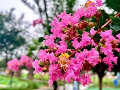 -武汉紫薇都市田园