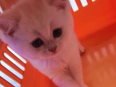 -小猫来了·猫舍(红山六九七九店)