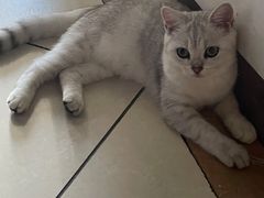 -瑞派紫金宠物医院24小时·骨科·中兽医·重症转诊中心(番禺大石院)