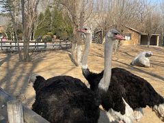 -大连森林动物园