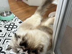 -青奢宠物·青奢猫舍