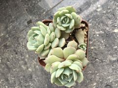 -龙大花卉苗木市场