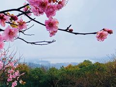 -香雪海
