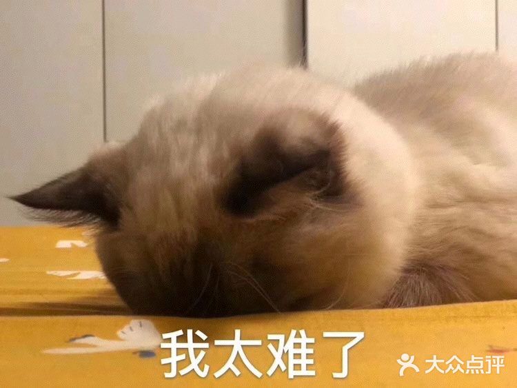 排骨焖面