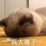 排骨焖面