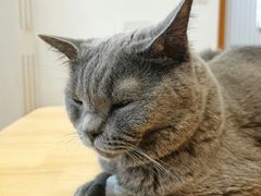 -是阿柴呀！柴犬咖啡·爱喵喵猫咖
