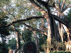 -瑞丽独树成林风景区