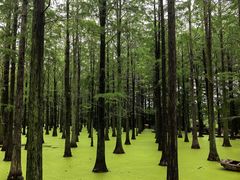 -渌洋湖湿地公园