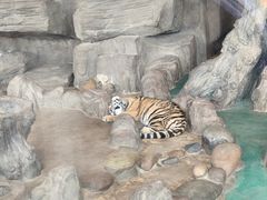 -横道河子东北虎林园