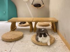 -飞行喵MR PILOT|猫舍·猫咖(静安大融城店)