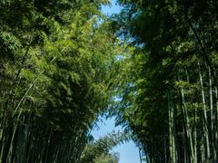 -蜀南竹海景区
