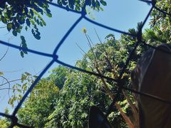-海南热带野生动植物园