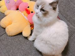 -红辣椒·川菜·火锅(张杨路店)