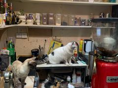 -猫色咖啡·猫咖