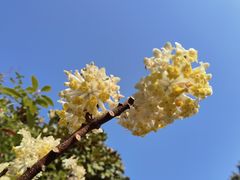 -东平国家森林公园