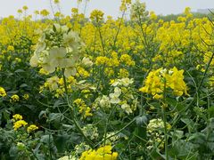 -长兴太湖图影湿地文化园