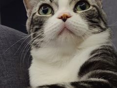 -猫大福·Fortune Cat猫舍(百子湾店)