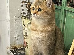 -共舞时光猫咖·狗咖(新街口店)