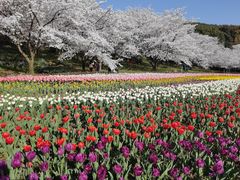 -苏州上方山国家森林公园