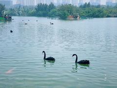 -五缘湾湿地公园
