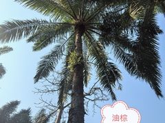 -中国科学院西双版纳热带植物园