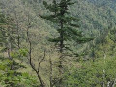 -凤凰山国家森林公园