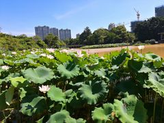 -金山公园