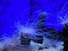 -上海海洋水族馆