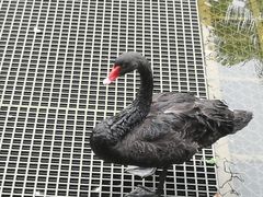 -西双版纳原始森林公园