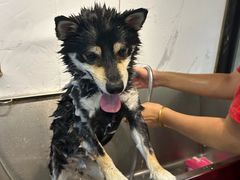 -PETKIT 小佩宠物·低压洗护·美容·寄养(安远店)