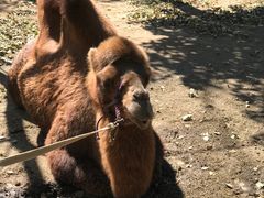 -大连铭湖国际观光牧场