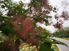 -永定河休闲森林公园