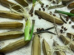盐焗海蛏-鑫悦楼煎蟹·16年海鲜大排档