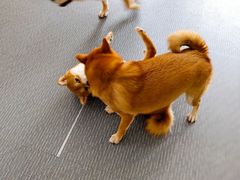 -柴源莊·柴小宠柴犬咖啡
