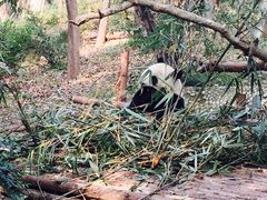 -成都大熊猫繁育研究基地