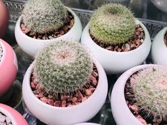 -KKV(深圳宏发大仟里店)