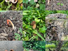 -国家植物园南园