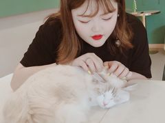 -飞行喵MR PILOT|猫舍·猫咖(静安大融城店)