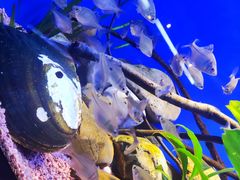 -上海海洋水族馆