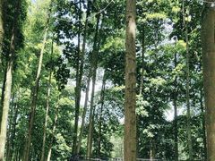 -广州市帽峰山景区