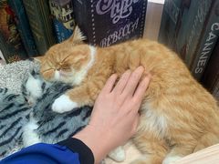 -瞄一喵猫咖(格力海岸店)