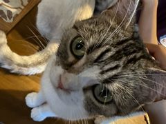 -猫猫幼稚园·撸猫·桌游·电玩