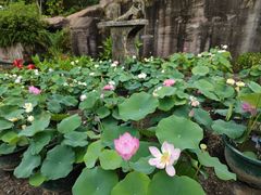 -广州莲花山旅游区