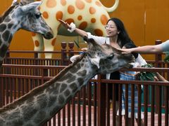 -西霞口神雕山野生动物世界