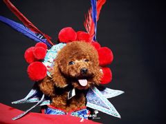 -超宠爱宠物摄影-Super pet