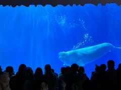 -多彩贵州城极地海洋世界