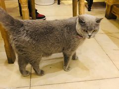 -猫小院猫主题咖啡厅(北锣店)