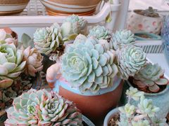 -龙大花卉苗木市场