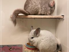 -龙猫仔乐园(惠福东路店)